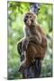 China 10MKm2 Collection - Monkey Portrait-Philippe Hugonnard-Mounted Premium Photographic Print