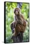 China 10MKm2 Collection - Monkey Portrait-Philippe Hugonnard-Framed Stretched Canvas