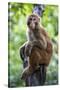 China 10MKm2 Collection - Monkey Portrait-Philippe Hugonnard-Stretched Canvas