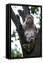 China 10MKm2 Collection - Monkey-Philippe Hugonnard-Framed Stretched Canvas