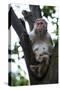 China 10MKm2 Collection - Monkey-Philippe Hugonnard-Stretched Canvas