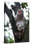 China 10MKm2 Collection - Monkey-Philippe Hugonnard-Stretched Canvas