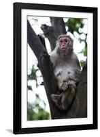 China 10MKm2 Collection - Monkey-Philippe Hugonnard-Framed Photographic Print
