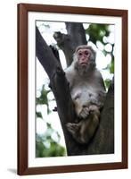 China 10MKm2 Collection - Monkey-Philippe Hugonnard-Framed Photographic Print