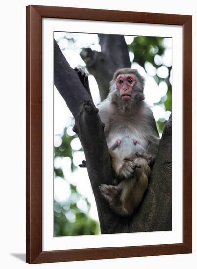 China 10MKm2 Collection - Monkey-Philippe Hugonnard-Framed Photographic Print