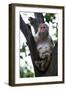 China 10MKm2 Collection - Monkey-Philippe Hugonnard-Framed Photographic Print