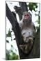 China 10MKm2 Collection - Monkey-Philippe Hugonnard-Mounted Photographic Print