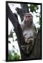 China 10MKm2 Collection - Monkey-Philippe Hugonnard-Framed Photographic Print