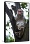 China 10MKm2 Collection - Monkey-Philippe Hugonnard-Framed Stretched Canvas