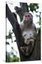 China 10MKm2 Collection - Monkey-Philippe Hugonnard-Stretched Canvas