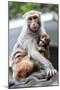 China 10MKm2 Collection - Monkeys Mother and Son-Philippe Hugonnard-Mounted Photographic Print