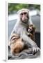 China 10MKm2 Collection - Monkeys Mother and Son-Philippe Hugonnard-Framed Photographic Print