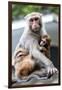 China 10MKm2 Collection - Monkeys Mother and Son-Philippe Hugonnard-Framed Photographic Print