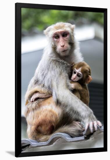 China 10MKm2 Collection - Monkeys Mother and Son-Philippe Hugonnard-Framed Photographic Print