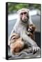 China 10MKm2 Collection - Monkeys Mother and Son-Philippe Hugonnard-Framed Stretched Canvas