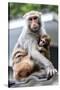 China 10MKm2 Collection - Monkeys Mother and Son-Philippe Hugonnard-Stretched Canvas