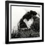 China 10MKm2 Collection - Mount Huashan - Shaanxi-Philippe Hugonnard-Framed Premium Photographic Print