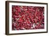 China 10MKm2 Collection - Peppers-Philippe Hugonnard-Framed Photographic Print