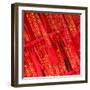 China 10MKm2 Collection - Prayer Flags - Buddha Temple-Philippe Hugonnard-Framed Photographic Print