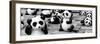 China 10MKm2 Collection - Psychedelic Pandas-Philippe Hugonnard-Framed Photographic Print