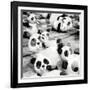 China 10MKm2 Collection - Psychedelic Pandas-Philippe Hugonnard-Framed Photographic Print