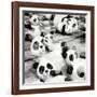 China 10MKm2 Collection - Psychedelic Pandas-Philippe Hugonnard-Framed Photographic Print