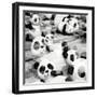 China 10MKm2 Collection - Psychedelic Pandas-Philippe Hugonnard-Framed Photographic Print