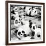 China 10MKm2 Collection - Psychedelic Pandas-Philippe Hugonnard-Framed Photographic Print