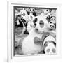 China 10MKm2 Collection - Psychedelic Pandas-Philippe Hugonnard-Framed Photographic Print