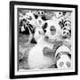 China 10MKm2 Collection - Psychedelic Pandas-Philippe Hugonnard-Framed Photographic Print