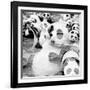 China 10MKm2 Collection - Psychedelic Pandas-Philippe Hugonnard-Framed Photographic Print