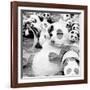 China 10MKm2 Collection - Psychedelic Pandas-Philippe Hugonnard-Framed Photographic Print