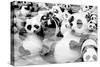 China 10MKm2 Collection - Psychedelic Pandas-Philippe Hugonnard-Stretched Canvas