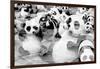 China 10MKm2 Collection - Psychedelic Pandas-Philippe Hugonnard-Framed Photographic Print