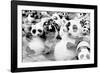 China 10MKm2 Collection - Psychedelic Pandas-Philippe Hugonnard-Framed Photographic Print