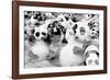 China 10MKm2 Collection - Psychedelic Pandas-Philippe Hugonnard-Framed Photographic Print