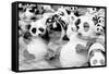 China 10MKm2 Collection - Psychedelic Pandas-Philippe Hugonnard-Framed Stretched Canvas