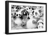 China 10MKm2 Collection - Psychedelic Pandas-Philippe Hugonnard-Framed Photographic Print