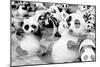 China 10MKm2 Collection - Psychedelic Pandas-Philippe Hugonnard-Mounted Photographic Print