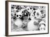 China 10MKm2 Collection - Psychedelic Pandas-Philippe Hugonnard-Framed Photographic Print