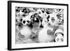 China 10MKm2 Collection - Psychedelic Pandas-Philippe Hugonnard-Framed Photographic Print