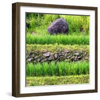 China 10MKm2 Collection - Red Flower - Longsheng-Philippe Hugonnard-Framed Photographic Print