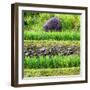 China 10MKm2 Collection - Red Flower - Longsheng-Philippe Hugonnard-Framed Photographic Print