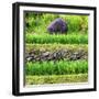 China 10MKm2 Collection - Red Flower - Longsheng-Philippe Hugonnard-Framed Photographic Print