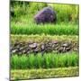 China 10MKm2 Collection - Red Flower - Longsheng-Philippe Hugonnard-Mounted Photographic Print