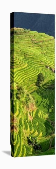 China 10MKm2 Collection - Rice Terraces - Longsheng Ping'an - Guangxi-Philippe Hugonnard-Stretched Canvas