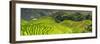 China 10MKm2 Collection - Rice Terraces - Longsheng Ping'an - Guangxi-Philippe Hugonnard-Framed Photographic Print