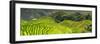 China 10MKm2 Collection - Rice Terraces - Longsheng Ping'an - Guangxi-Philippe Hugonnard-Framed Photographic Print