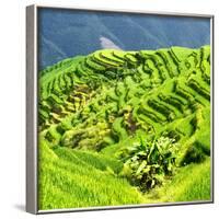 China 10MKm2 Collection - Rice Terraces - Longsheng Ping'an - Guangxi-Philippe Hugonnard-Framed Photographic Print