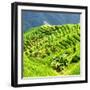 China 10MKm2 Collection - Rice Terraces - Longsheng Ping'an - Guangxi-Philippe Hugonnard-Framed Photographic Print